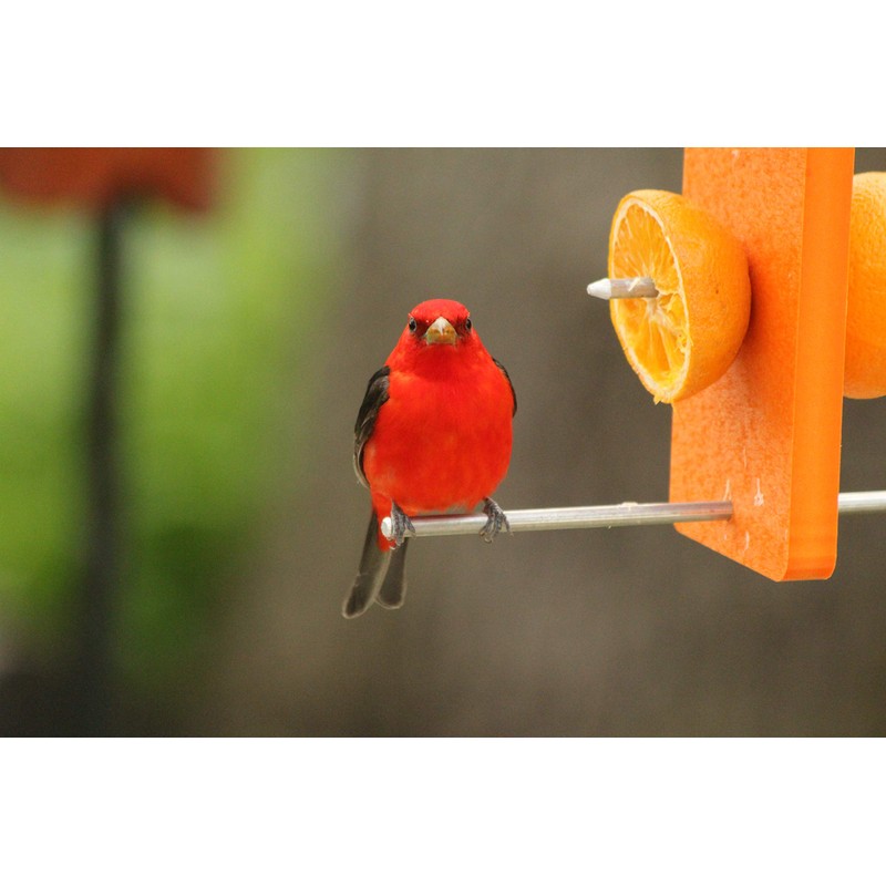 Kettle Moraine Recycled Double Oriole Orange Fruit Feeder