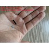 Kiligen 10pcs Plastic Reed Switch Magnetic Induction Switch (N/O) Reed