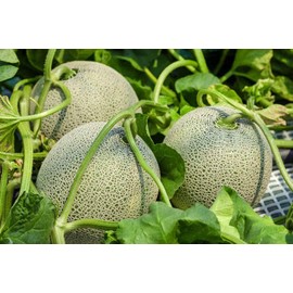 20 Cucumber African Horned Kiwano Jelly Melon Cucumber Seeds