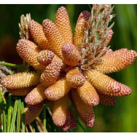 Pinus patula (Mexican Weeping Pine) Tree Seed, Light Green Needles, Light Brown Ovoid Cones, You Choose The Quantity (1 Pack)