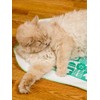 Nekomote Cat Toy, Surisuri Nya, 1 Sheet