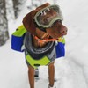 Alpha Pak | Adventurer Dog Pack with EZ Fit™ Harness