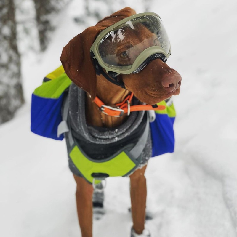 Alpha Pak | Adventurer Dog Pack with EZ Fit™ Harness