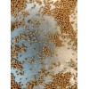 Unbraded 300 Semillas De Higo Orgánicas-300 Organic Fig Seeds