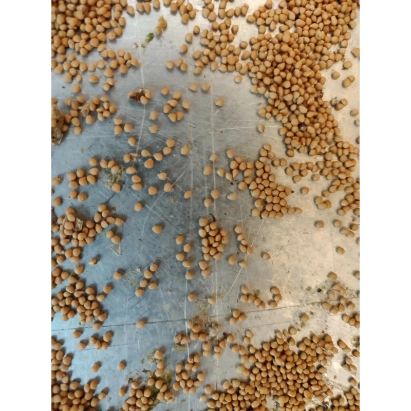 Unbraded 300 Semillas De Higo Orgánicas-300 Organic Fig Seeds