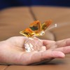 H&D Crystal Flying Butterfly with Crystal Ball Base Figurine Collection