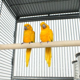 Segawe 61" Bird Cage Top Play Non-Toxic Powder Coated Steel Best Pet Comfortable House