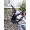 Mynwood Cat Jacket/Harness Green Combat Adult Cat