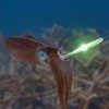 Fishing Squid Jigs, Glitter Octopus Lure Light with Hook Luminous