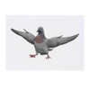'Pigeon with Attitude' Temporary Tattoo - Water Resistant, Skin-Safe, Non-Toxic