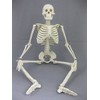 Harvey Jr. Skeleton- 33.5" Tall- 2nd Class
