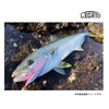 Maria Legato F165 B08H Pink Sardine