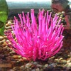 SPORN Aquarium Decoration, Anemone Pink