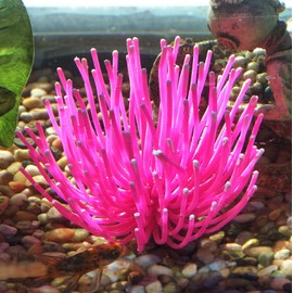 SPORN Aquarium Decoration, Anemone Pink