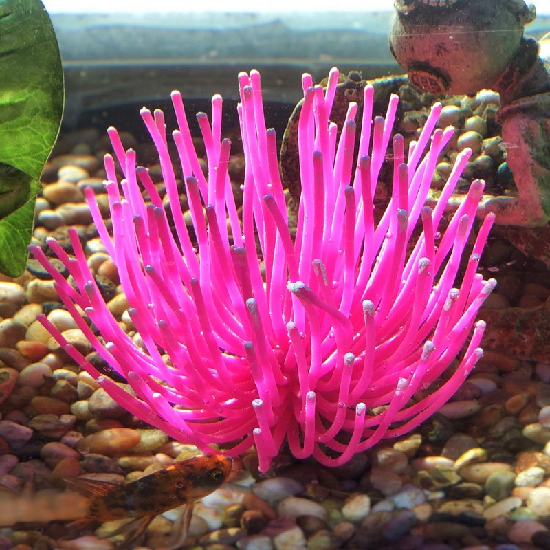 SPORN Aquarium Decoration, Anemone Pink