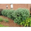 Pineapple Guava | 3 Large Gallon Size Plants | Feijoa