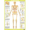 Human Skeleton Anatomy Chart (A3 Laminated)