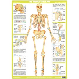 Human Skeleton Anatomy Chart (A3 Laminated)