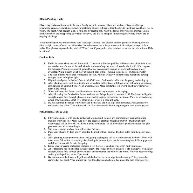 8 Giant Allium Gladiator