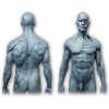 Human Body Musculoskeletal Anatomical Model for Study and Teaching (30CM4)