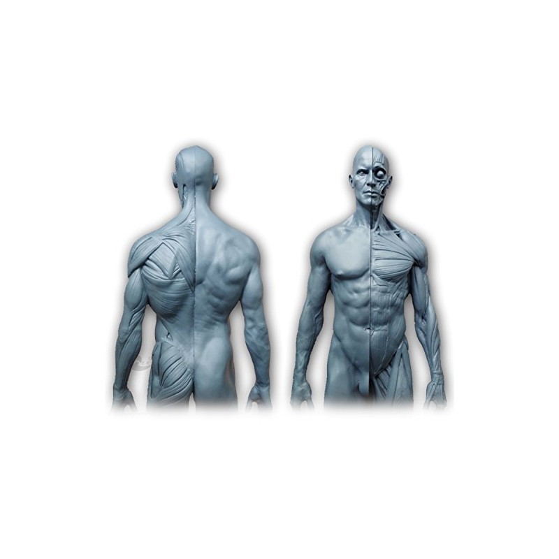 Human Body Musculoskeletal Anatomical Model for Study and Teaching (30CM4)