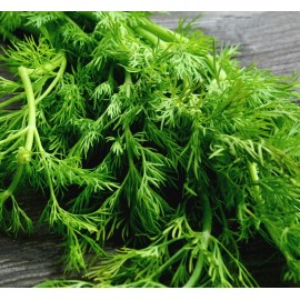 Axel's Garden Seeds Mammoth Long Island Dill Seeds | Heirloom | Non-GMO | Fresh Garden Seeds - 50 Seeds