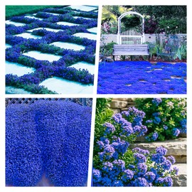 18000+ Creeping Thyme Seeds for Planting -Perennial Ground Cover Plants Flowers Non-GMO Heirloom (Purple) (Blue)