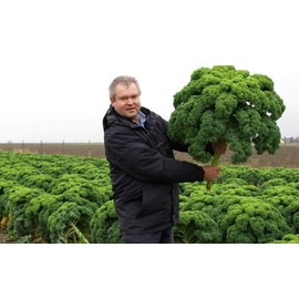 Kale Seeds Leaf Bush Type Green Cabbage Vegetable for Planting Giant Non GMO 200 Seeds