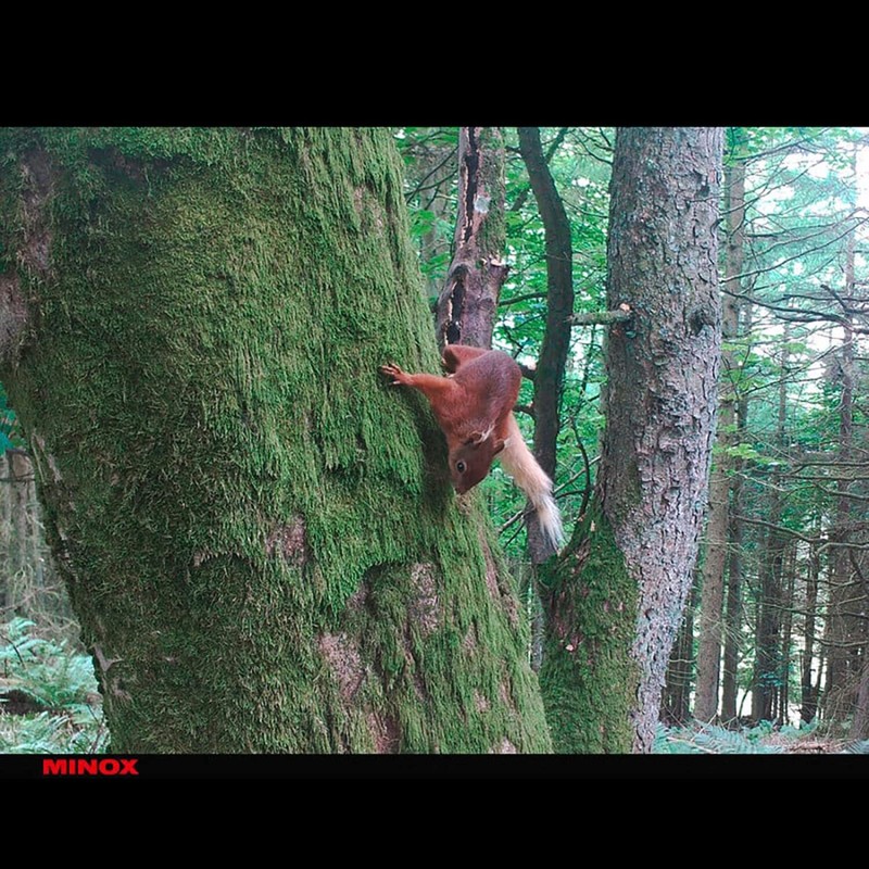 Minox DTC 460 Wildlife Camera, Pack of 1