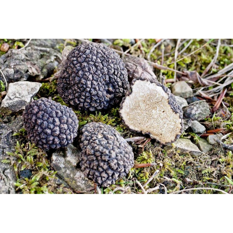 NIKA SEEDS - Spores Truffle Black Mushrooms for Planting on