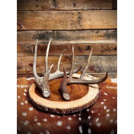The Antler Store Medium Size Whitetail Deer Antler Sheds - A Grade - Choose Quantity - 4 Antlers