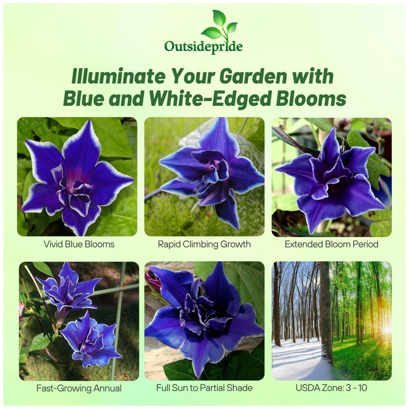 Outsidepride Blue Picotee Morning Glory Seeds - 100 Pcs. Annual,
