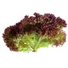 Lollo Rosso - Lettuce Seeds