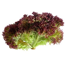 Lollo Rosso - Lettuce Seeds