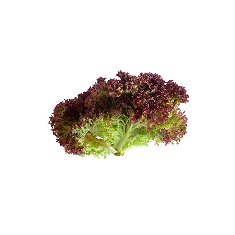 Lollo Rosso - Lettuce Seeds
