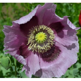 Giant Purple Poppy Papaver Somniferum Premium Seed Packet