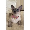 Hanami Bow Tie Cat Collar (Pastel Pink)