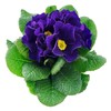 Outsidepride Common Primrose Blue - 100 Seeds