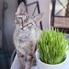 Outsidepride Cat Grass Variegated - 500 Seeds
