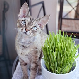 Outsidepride Cat Grass Variegated - 500 Seeds