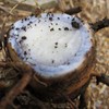 創業30年 屋久島 紫ウコン 粉末100g 約1ヶ月分【シオネール、カンファー】