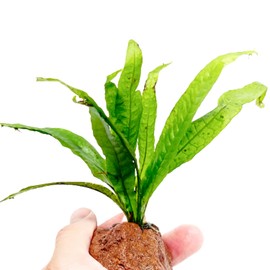 Mainam Java Fern on Driftwood Microsorum Pteropus Freshwater Live Aquarium Plant Decorations 3 Days Guarantee