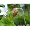 Geranium Mix 50+ Seeds Flowers Planting for Outdoor Indoor