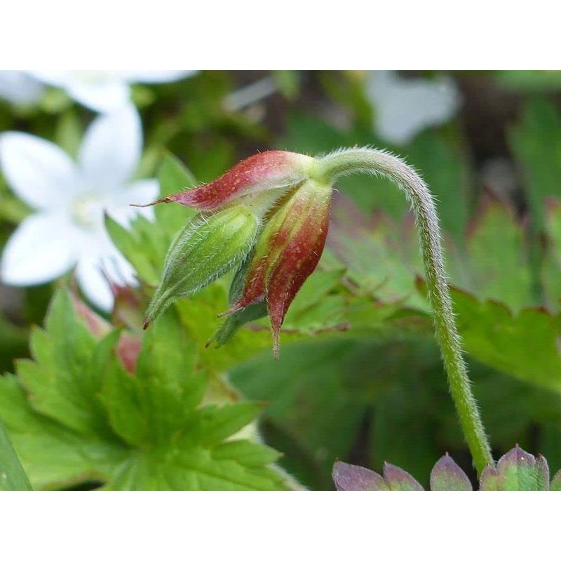 Geranium Mix 50+ Seeds Flowers Planting for Outdoor Indoor