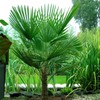 KIRA SEEDS - Seeds Washingtonia Nicanora Palm California Fan Palm