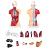 QWORK® 15-Piece Human Anatomy Model - Skull Brain Torso and