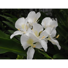 White Hawaiian Butterfly Ginger Rhizome Bare Root