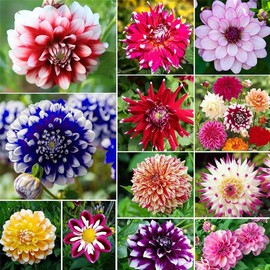 Rare Flower Seeds Dahlia Seeds 100+ Pcs Dahlia Mixed Seeds Cactus Dwarf Rare Flower Plant