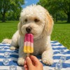 SPOT Pup Ice- Ready to Freeze at Home Dog Treats-Edible
