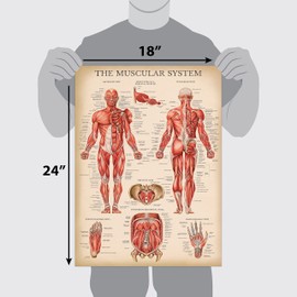 Palace Learning 4 Pack - Vintage Anatomy Poster Set - Laminated - Muscular, Skeletal, Ligaments of the Joints, Anatomy of the Spine - Anatomical Chart Set - 18” x 24”